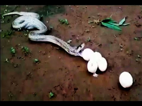 Amazing clip a big snake eat more than 10 eggs in one time