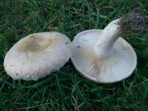 Волнушка белая Lactarius pubescens и Волнушка розовая Lactárius torminósus.