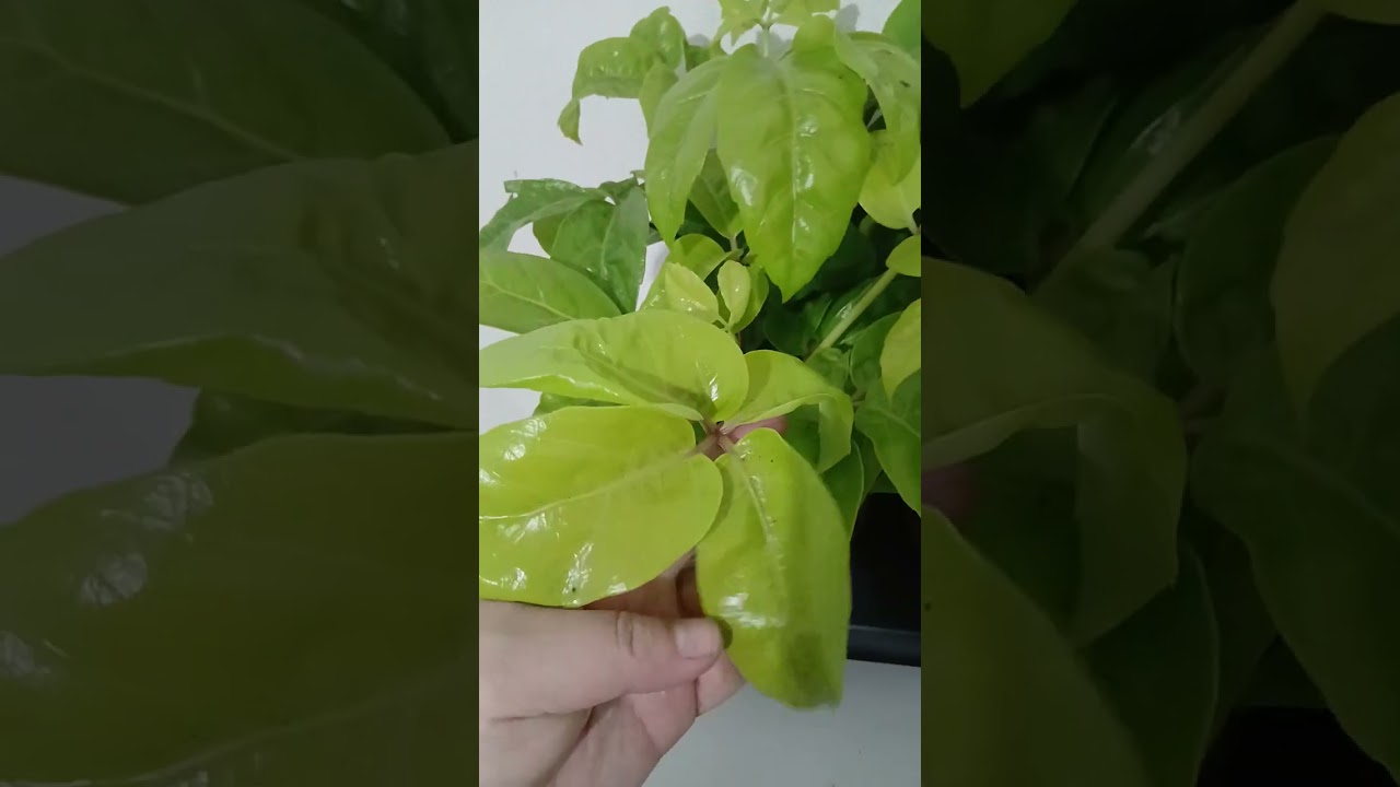 Golland gullar keldi. Xoyalar shefflera. Fikus.