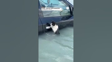 Cat Clinging to Door Handle Rescued From Dubai Flooding