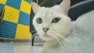 How will a cat react when it encounters a remotecontrolled robot? My cat is so smart