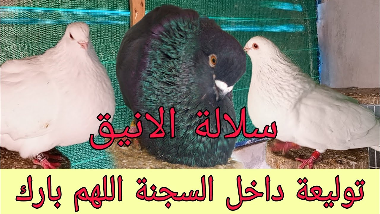 توليعة سيفيانوسية داخل السجنة ف #سلالة الانيق #السيفيانوس_المغربي_الأصيل #explore #المغرب #اكسبلور 