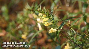 Растения Литвы и Калининградской области / Plants of Lithuania and the Kaliningrad region