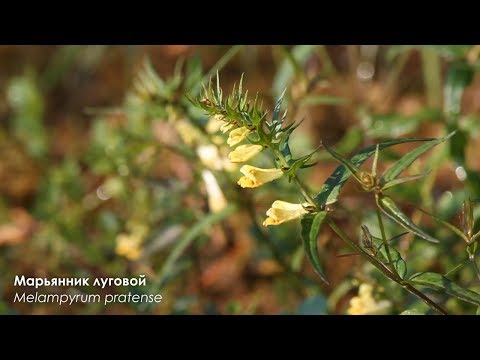 Video: Viper's Bugloss Flower - Kje in kako gojiti rastlino Viper's Bugloss
