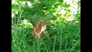 Sunday morning baby-deer.AVI