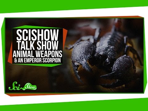 SciShow Talk Show: More about Animal Weapons with Doug Emlen & Professor Claw the Emperor Scorpion