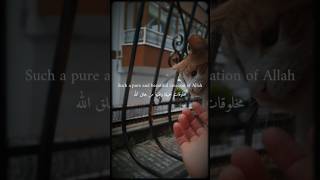 cuties 😽x#kediler #kedi#kediseverler#sevimlikedi#sort#klsa#kisavideo#klsavideo#cat #animation #cute