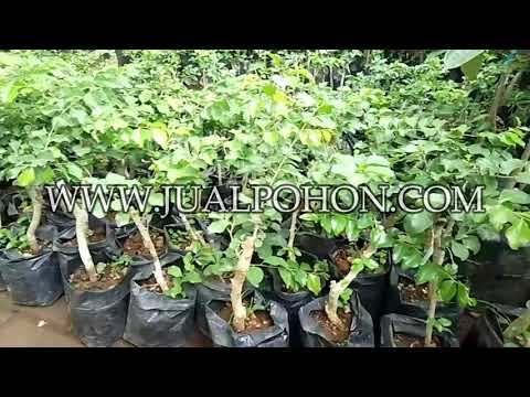 Jaminan Panen Menggiurkan dengan Bibit Cherry Jepang Berkualitas dan Unggul