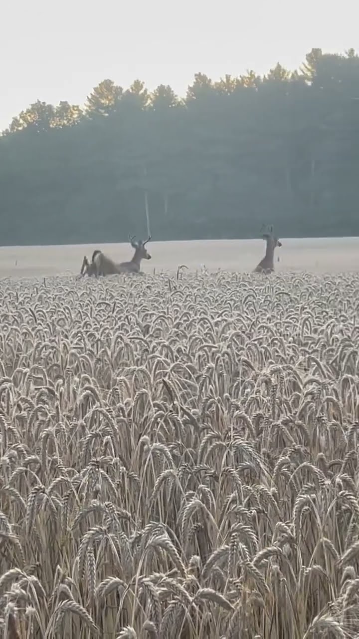 Two Buck Deer Prancing Through a Wheat Field || ViralHog