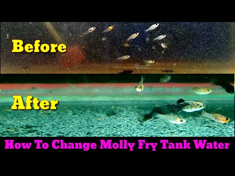 Video: 3 sätt att sänka ammoniaknivåerna i ett fiskakvarium
