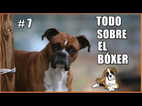 Video: ¿Qué tan grande es un perro boxer adulto?