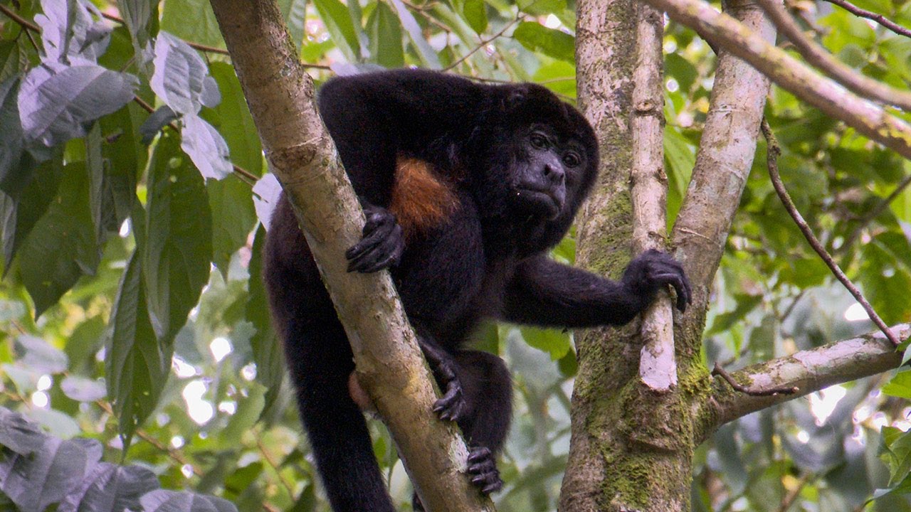 Voyages Vert Vous - Costa Rica, le long de la rivière Sarapiqui