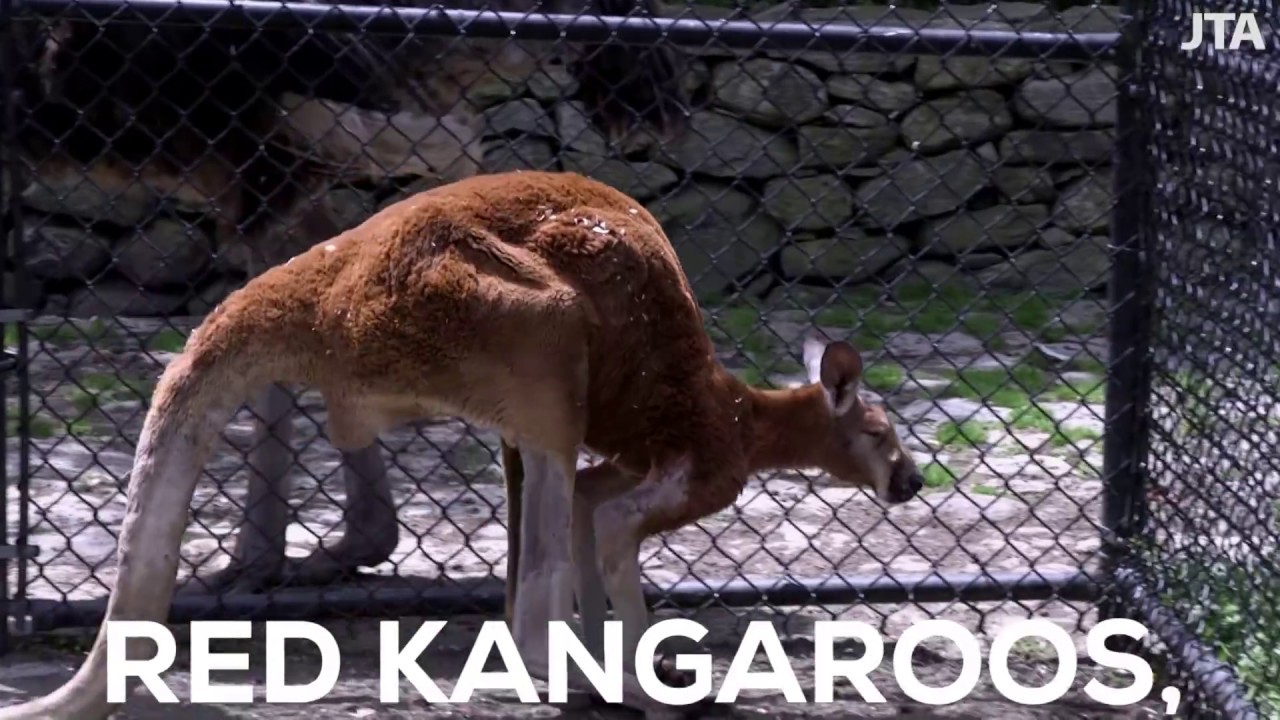 michael steinhardt s private zoo youtube michael steinhardt s private zoo youtube