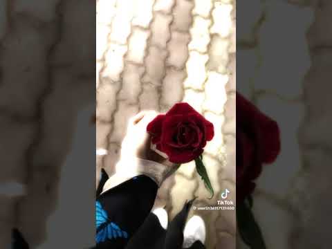 اجمل حالات واتس عن اغنيه ياطير غروبي ناصيف زيتون