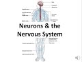 Nervous System Functions and Neurons