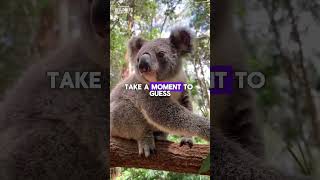 Koalas - 3 Fascinating Facts #koala #animals #shorts