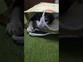cat funny video #petlove #shortvideo #funny