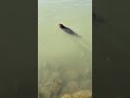 ein schöne Biber bei Zanderangeln