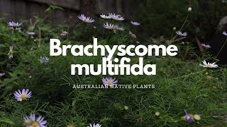 Brachyscome Multifida  Australian Native Plant Profile  Pollinator Attracting Plants