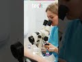 Síndrome de hipermobilidade vaginal: abordagem clínica ❘ TECH Global University