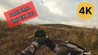 Ördek Avı 3 Aralık 2025 Duck Hunting Утиная Охота