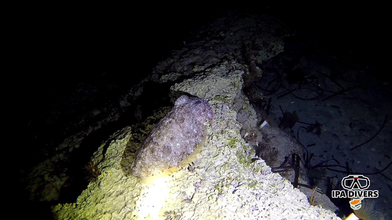Nocne nurkowanie na Cyprze - IPA DIVERS - Green Bay, Protaras