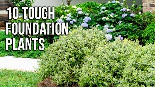 10 Tough Foundation Plants