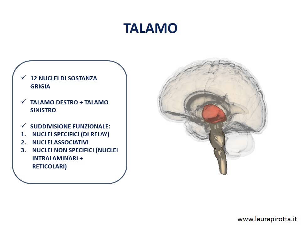 SCARICARE TALAMICA