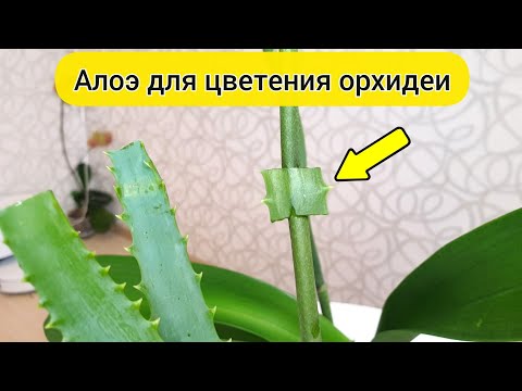 Закрой почку орхидеи листом АЛОЭ для ЦВЕТЕНИЯ ОРХИДЕЙ / Алоэ для орхидеи