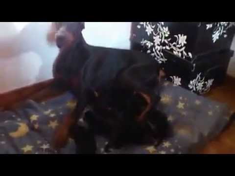 Mother doberman with her puppies ! video to gif