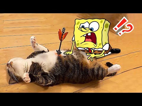 What's wrong with you, kitten ! Spongebob vs Funny Cat Animation 😾🐶 Funniest Cats And Dogs Videos