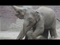 Elephant group video zoo,Zoo Leipzig,Zoo Videos Germany