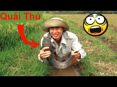 Video Bắt Được Quái Thú Khổng Lồ Ngoài Ruộng .Bắt Cá Thủy... - youtube