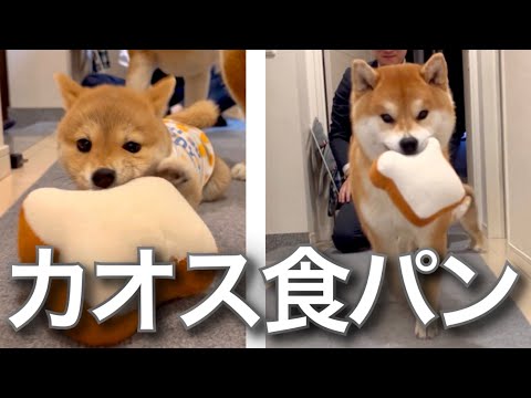 柴犬と豆柴2人に食パンを与えるも奪い合いカオスになる