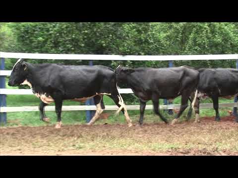 LOTE 36   CANTO DAS ÁGUAS