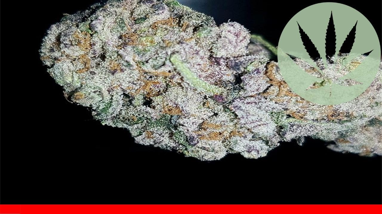 Cookie Wreck - All About This Strain