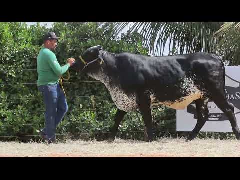 LOTE 10 RESERVADA ESQUIRE FIV F CONGONHAS 5348CP