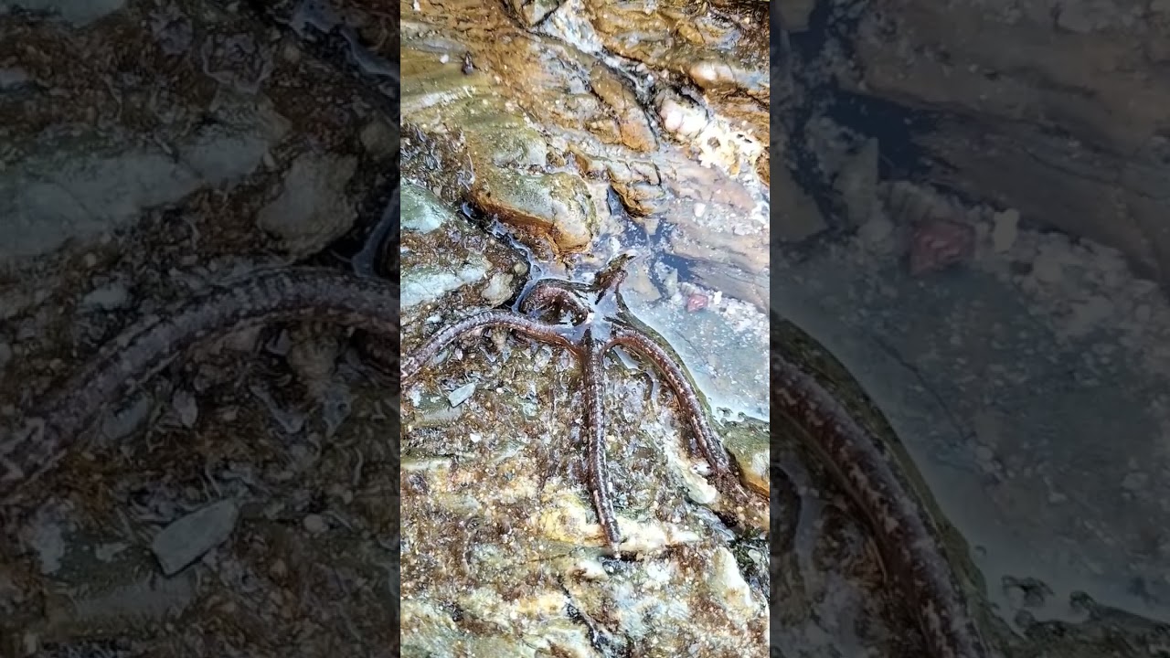 Ophioderma longicauda una estrella de mar con piel de serpiente 