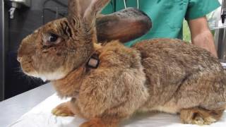 CAP 78. VETERINARIO ONLINE. Dexter un Conejo Gigante de Flandes. Cuidados y necesidades