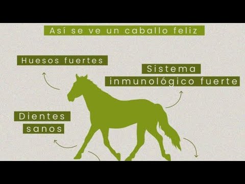 ¿Cuáles son los minerales que ayudan a mejorar la tolerancia gastrica en humanos y animales?