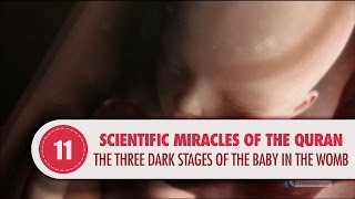 Video: In Quran 39:6, three dark stages of baby development in mothers womb - Quran Miracle