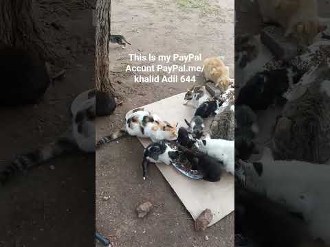 شوفو القطط موتخلى عنها تنتضر الأكل الحمدلله 0646150144 