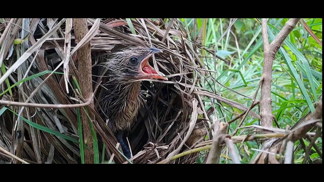BURUNG PEMBURU BELALANG