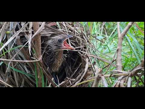 BURUNG PEMBURU BELALANG