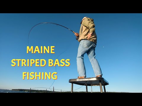 Maine Striper Fishing Coastal Fly Angler 