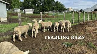 Schafer Consignment | Kalona Special Replacement Sheep Sale 6/11/24