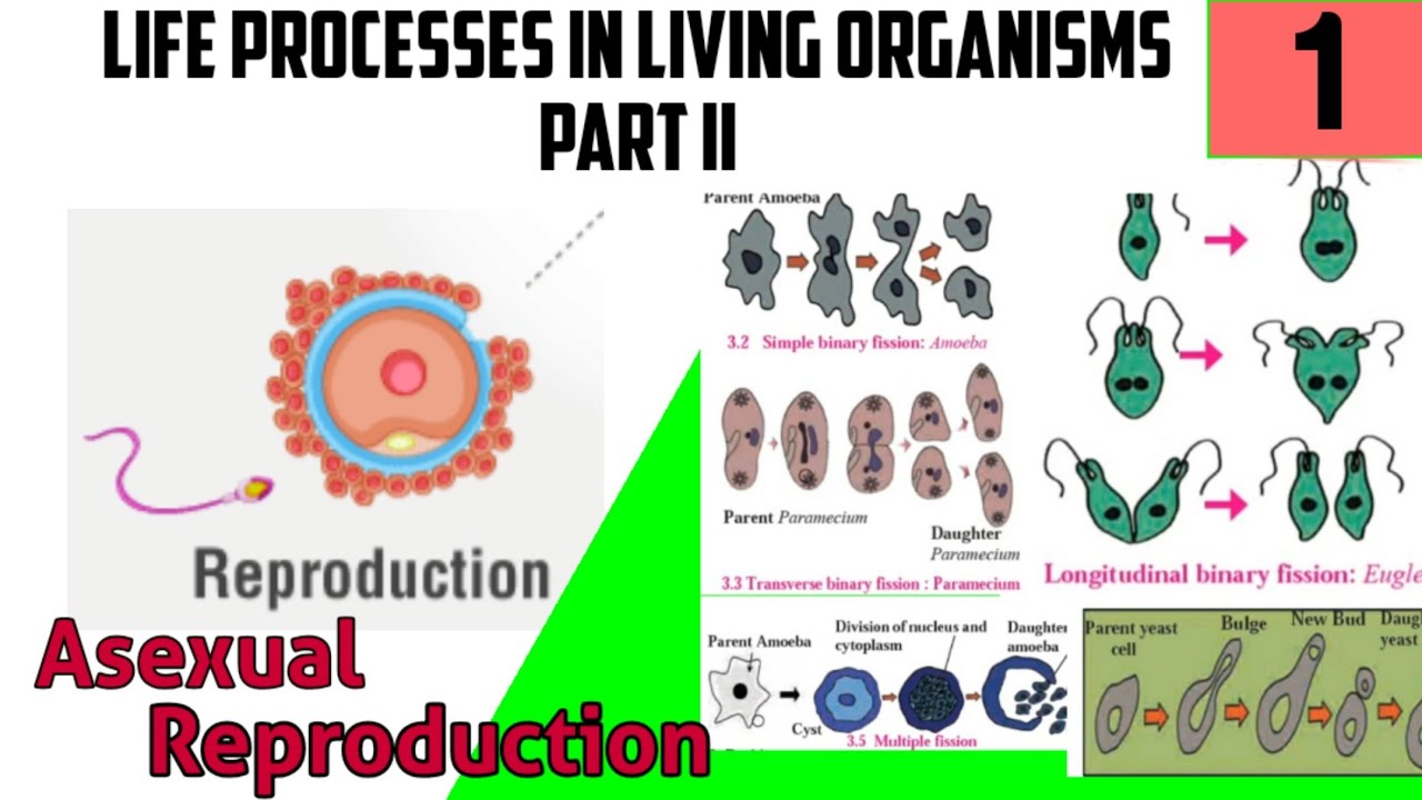 LIFE PROCESSES PART II01 Asexual Reproduction in Unicellular STD