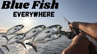 Troll mojo rigs for Gator,🐊 Blue Fish 🐟