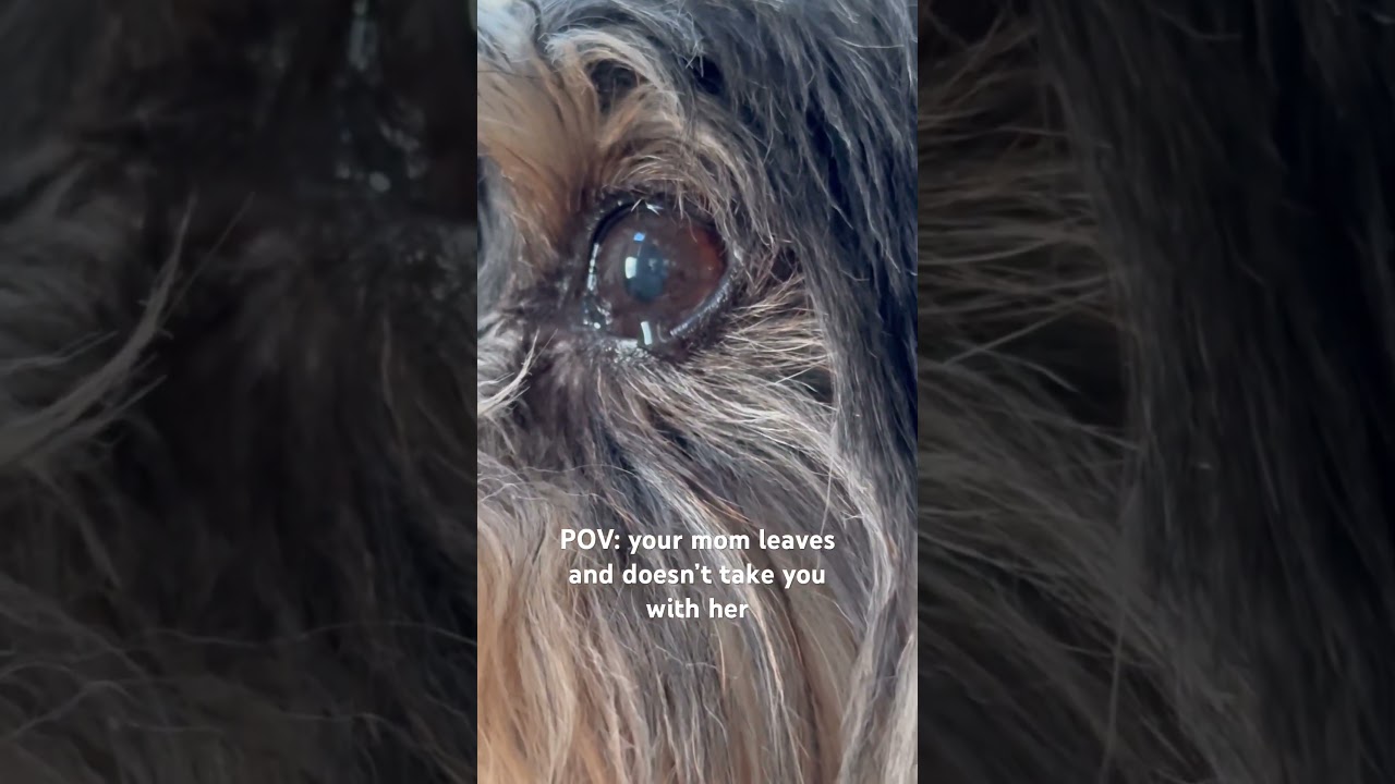 Heartbreaking Moment: Dog's Tearful Farewell as Mom Leaves Him Home Alone 