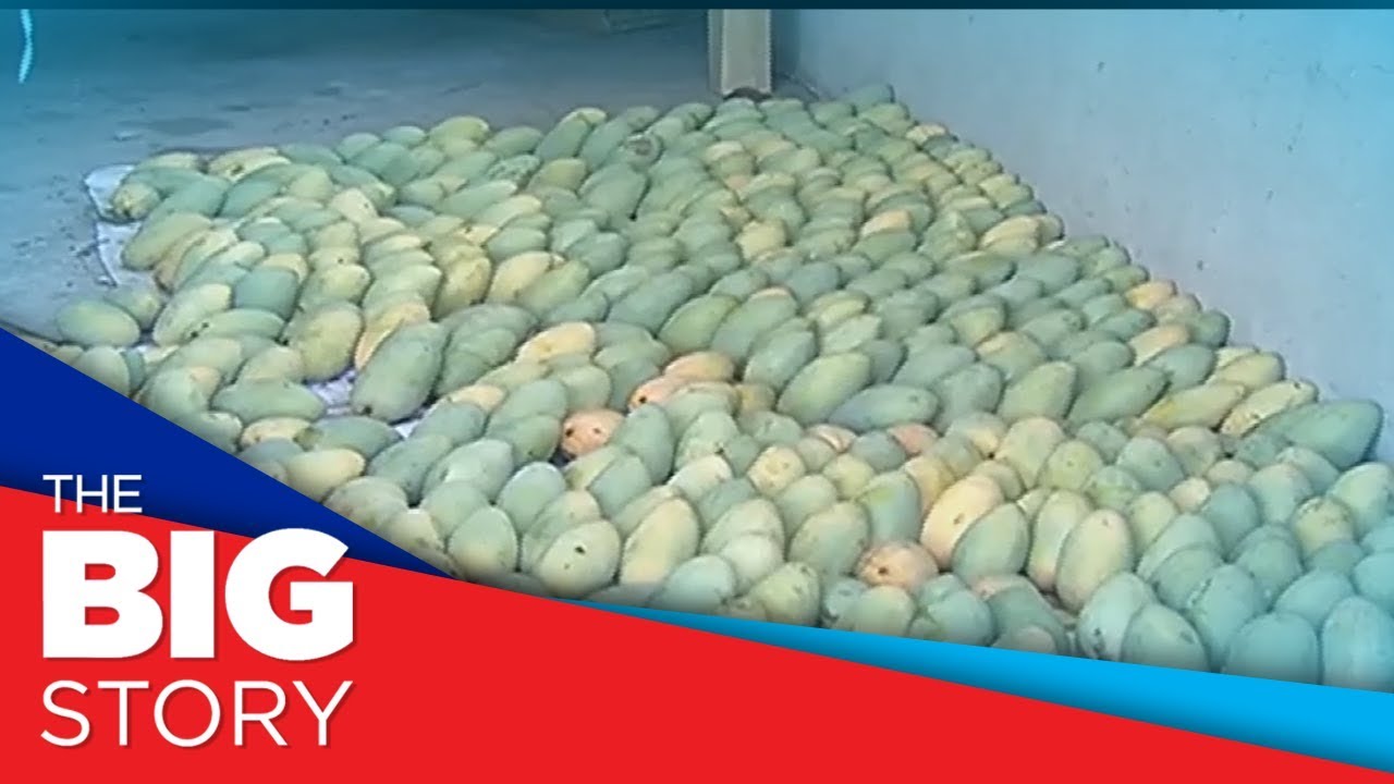 Farmers in Ilocos Sur contend with oversupply of mangoes